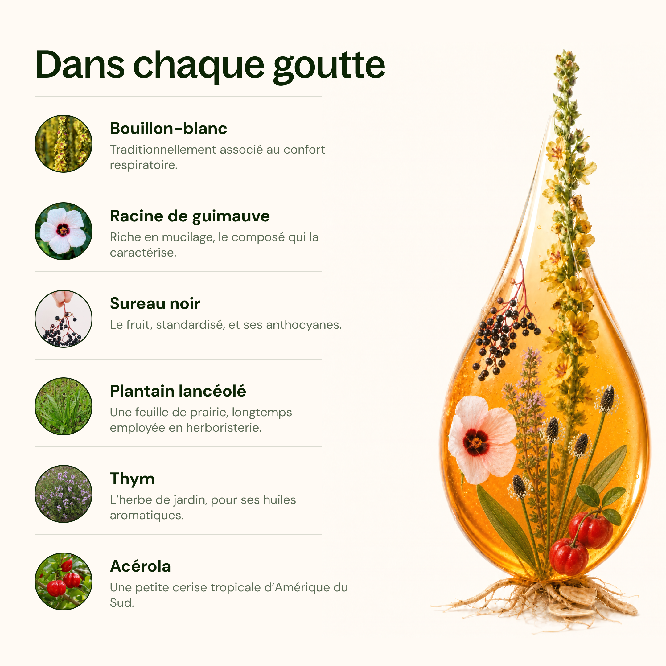 Détox Poumons 3-en-1